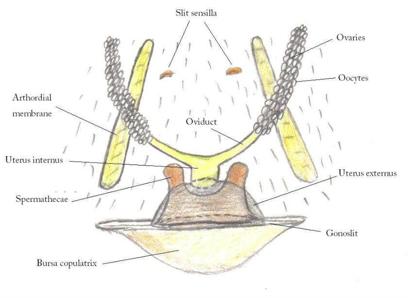 Female Organs Photo by wraithspirit | Photobucket